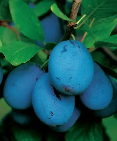 PRUN JOJO