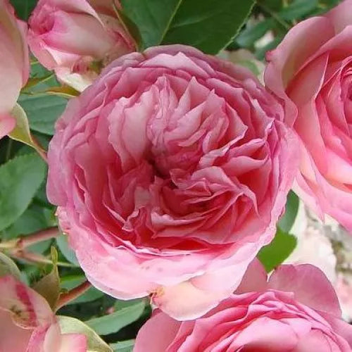TRANDAFIR PIERRE DE RONSARD ROZ