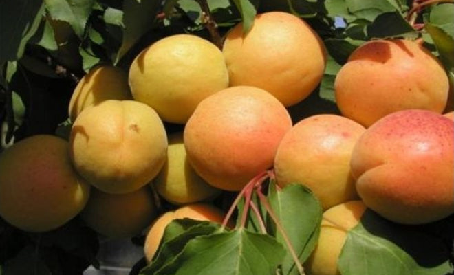 CAIS PANONIA