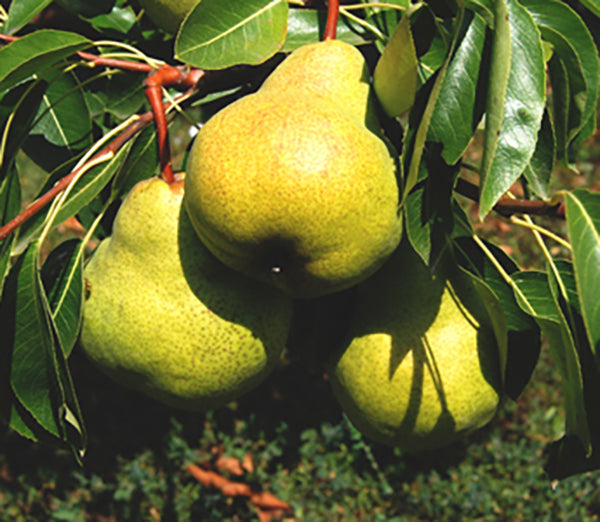 PĂR PACKHAM'S TRIUMPH