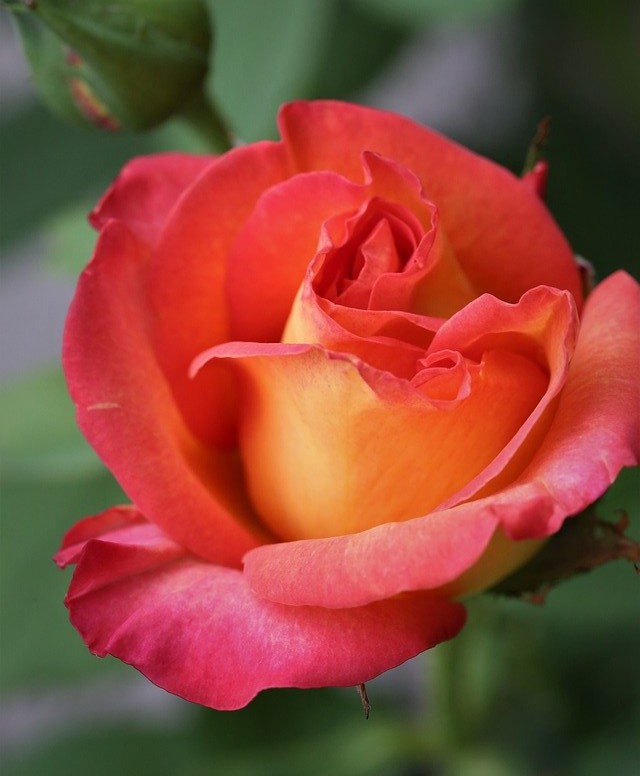 TRANDAFIR CURGĂTOR BICOLOR