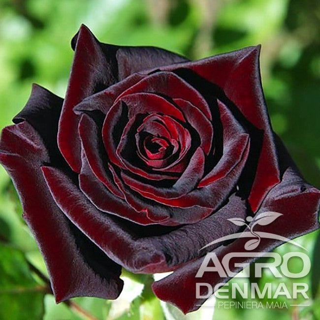 TRANDAFIR BLACK BACCARA