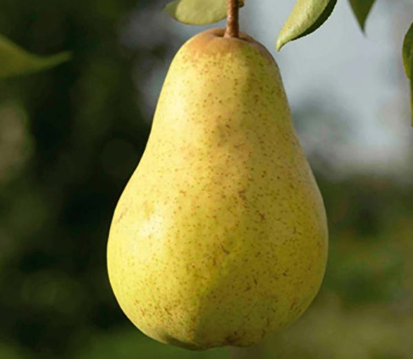 PĂR WILLIAMS GALBEN