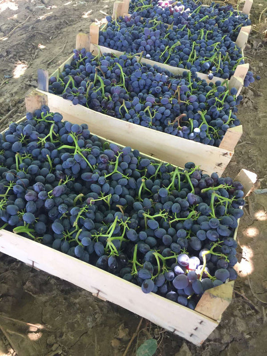 Viță-de-vie Jupiter – struguri fără sâmburi, aromă de tip Muscat