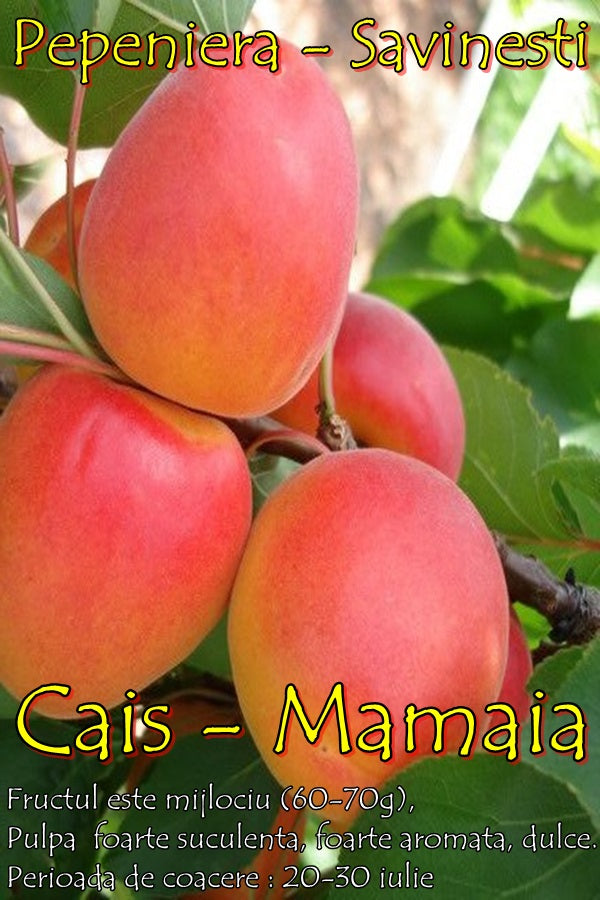 CAIS MAMAIA