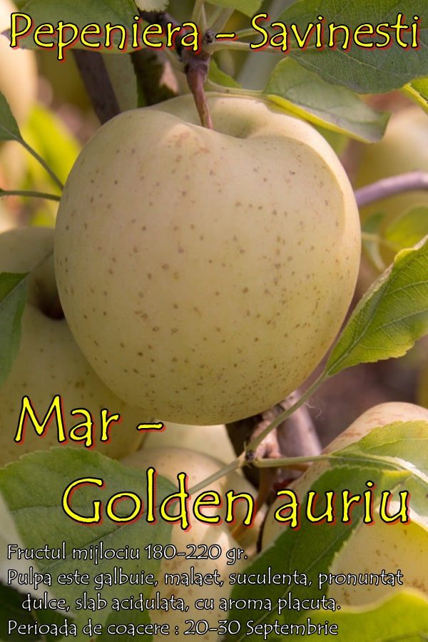 MĂR GOLDEN AURIU