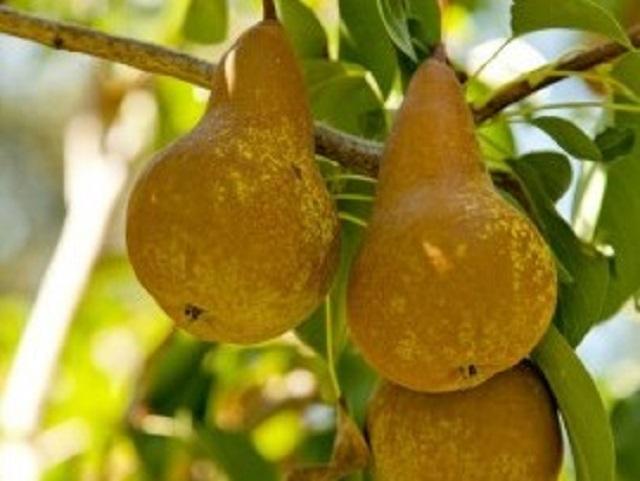 PĂR UNTOASĂ BOSC