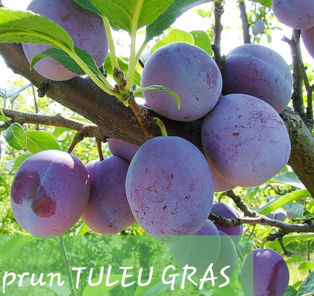 PRUN TULEU GRAS