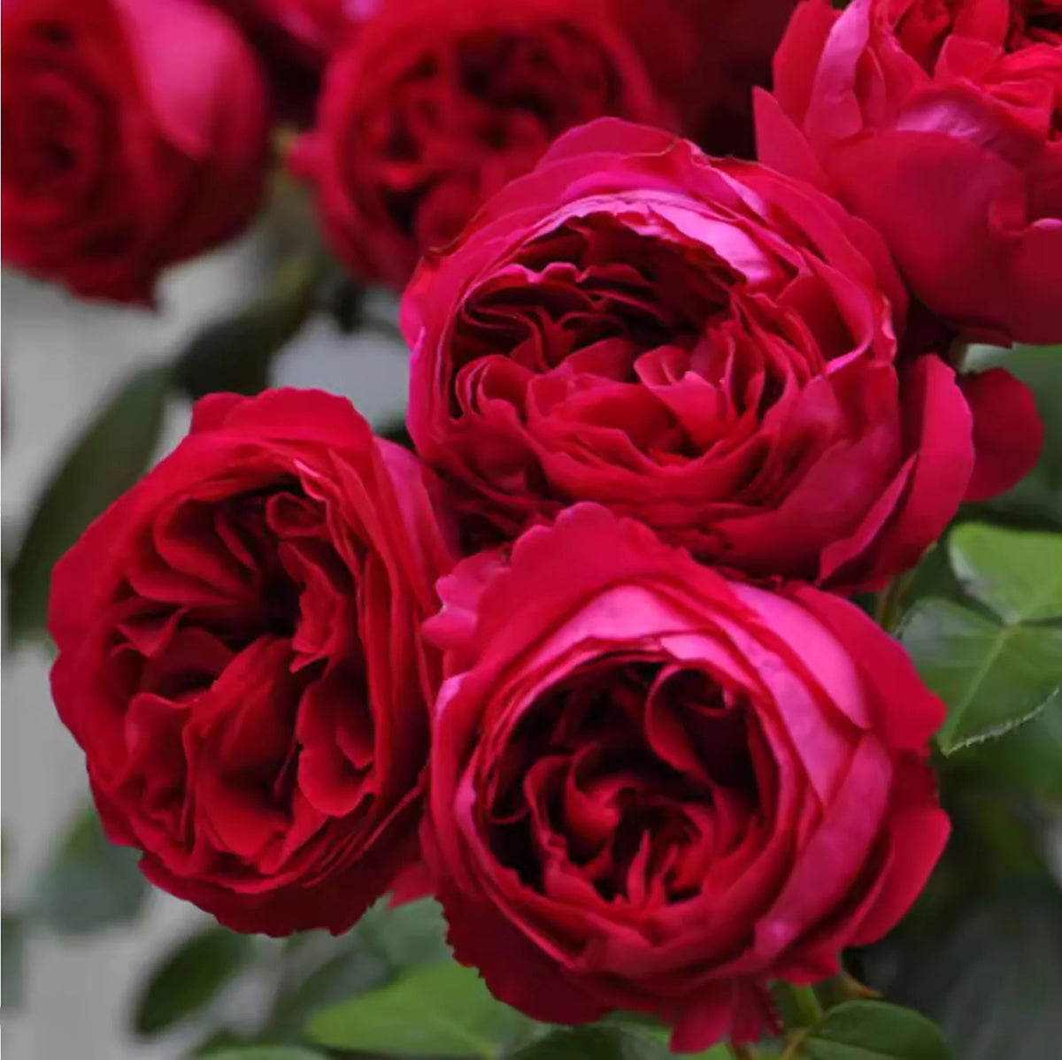 TRANDAFIR RED EDEN