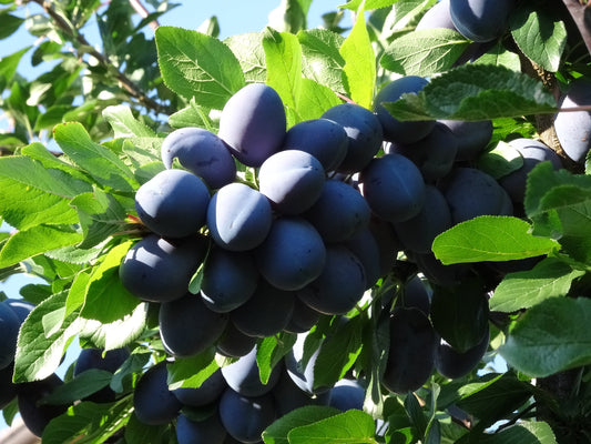 Prun Red Diamond – prune cu aspect atractiv