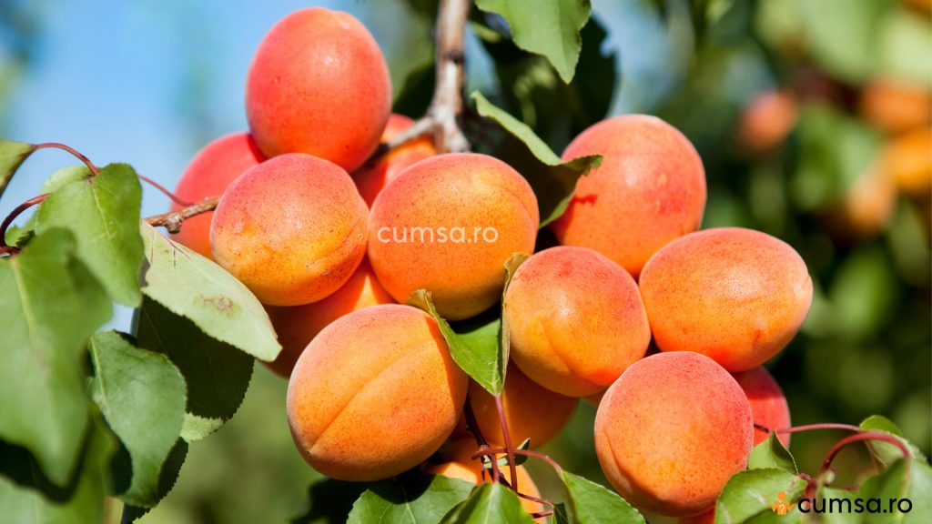 CAIS MIGDAL