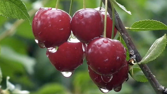 Cireș Canadian Giant – fructe mari, aspect comercial