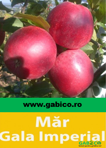 MĂR GALA IMPERIAL