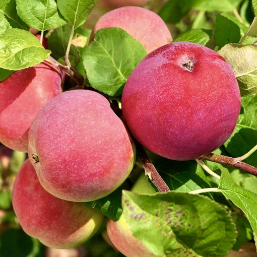 MĂR RED MELBA
