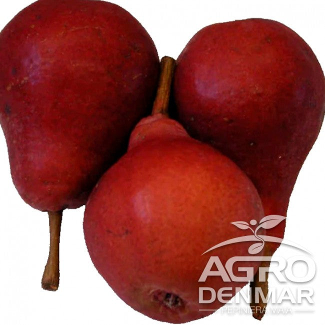 PĂR CLAPP ROȘU