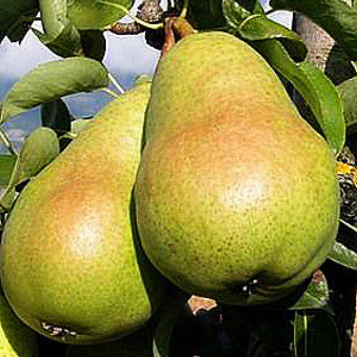 PĂR CURE