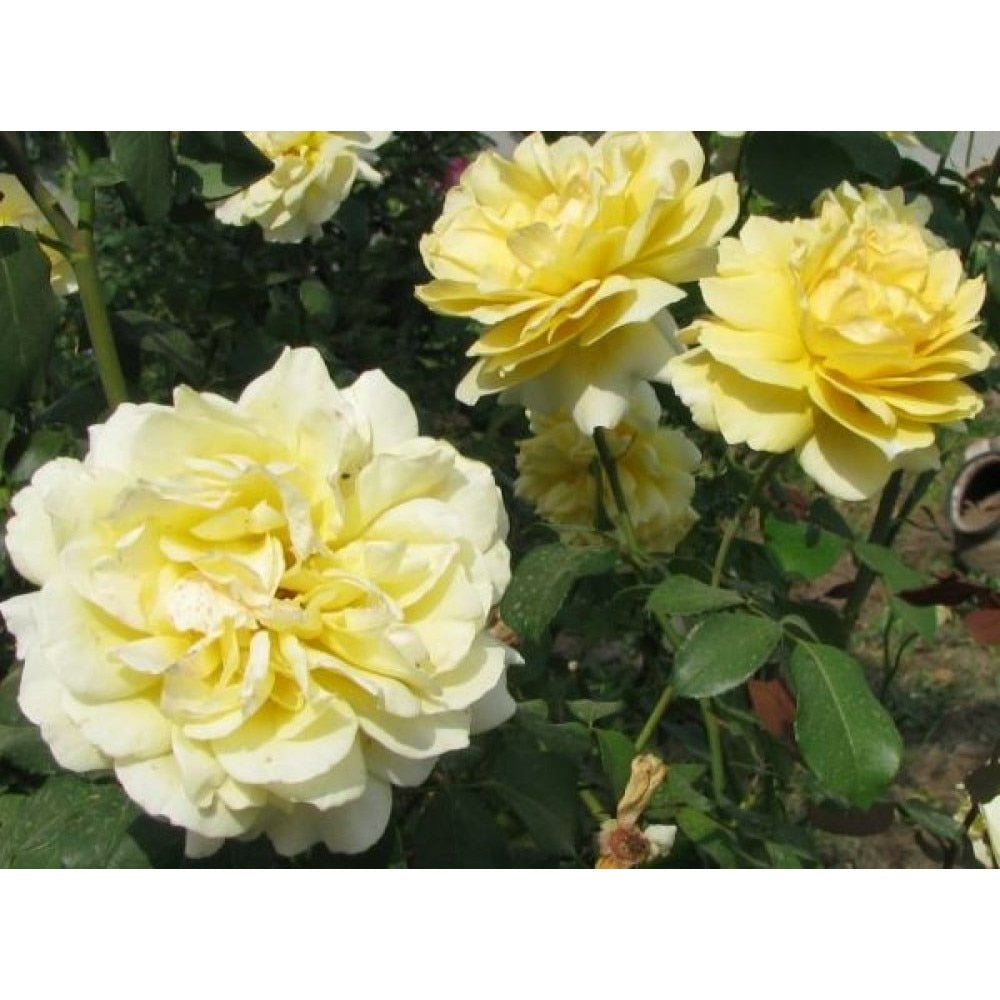 TRANDAFIR MABELLA