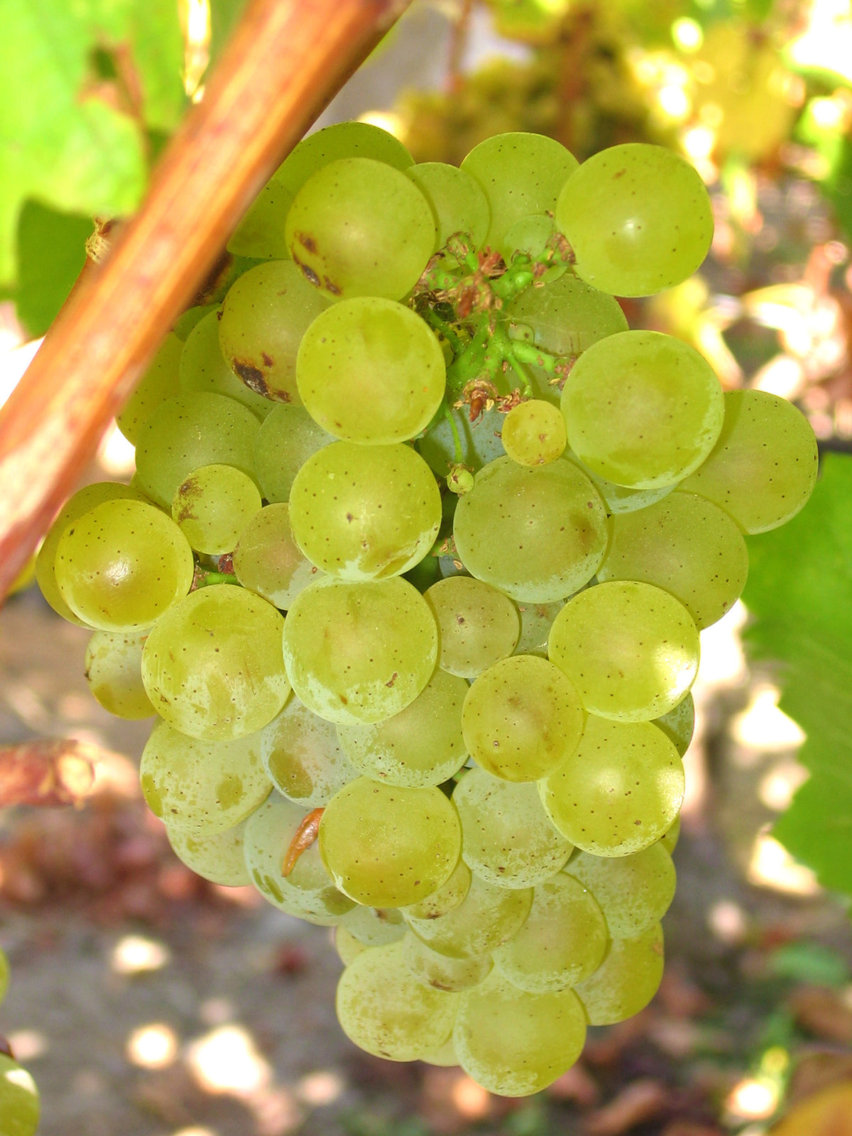 VIȚĂ DE VIE SAUVIGNON BLANC