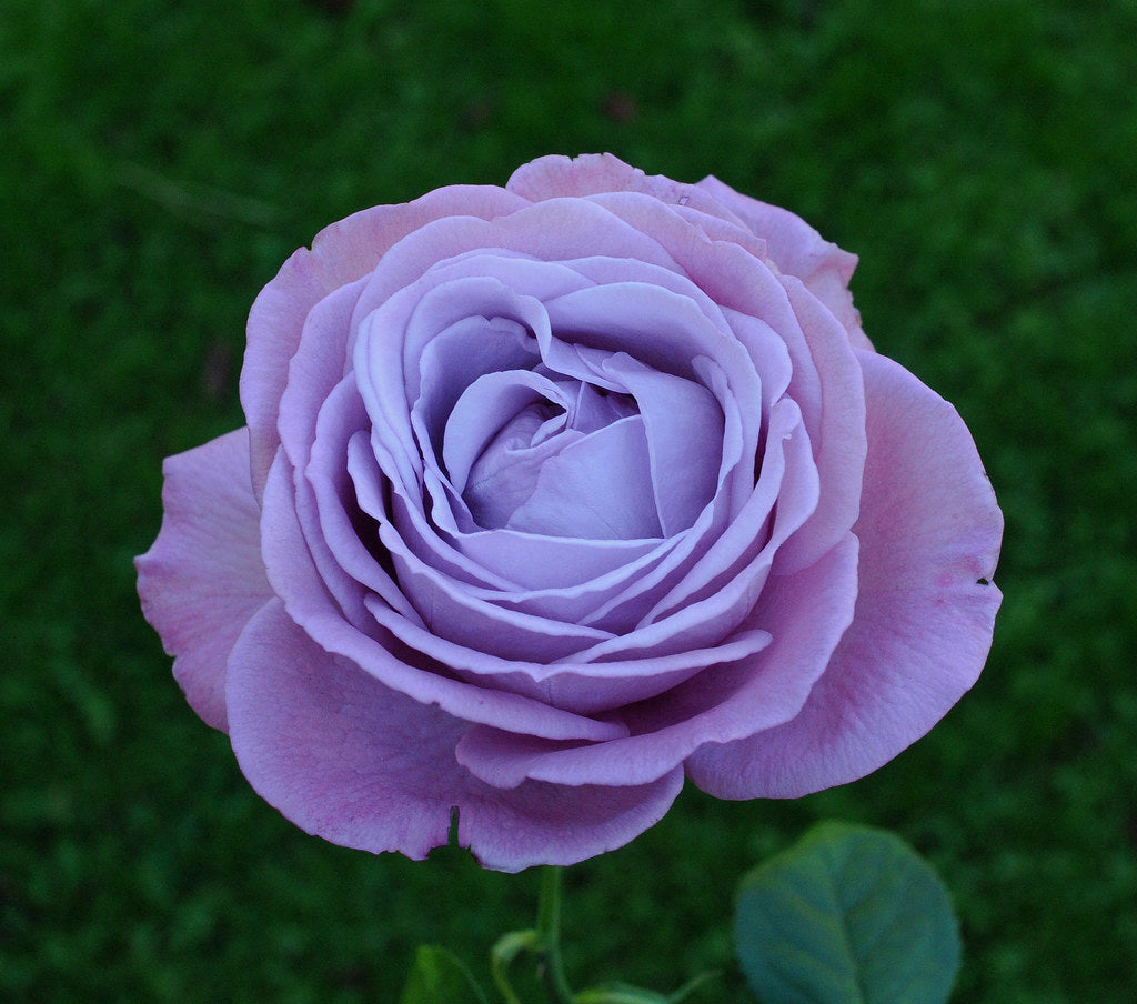 TRANDAFIR BLUE ANGEL
