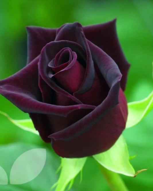 Trandafir Black Baccara – flori bordo foarte închis