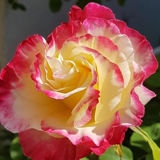Trandafir Double Delight – flori bicolore și parfumate