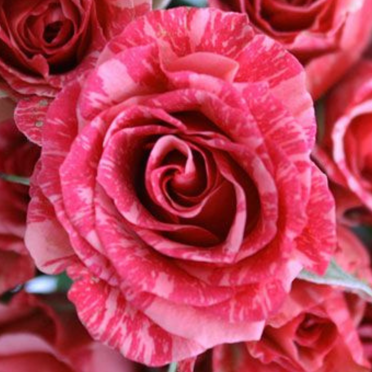TRANDAFIR PINK FLASH