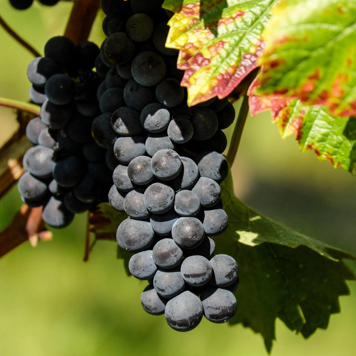 VIȚĂ DE VIE PINOT NOIR