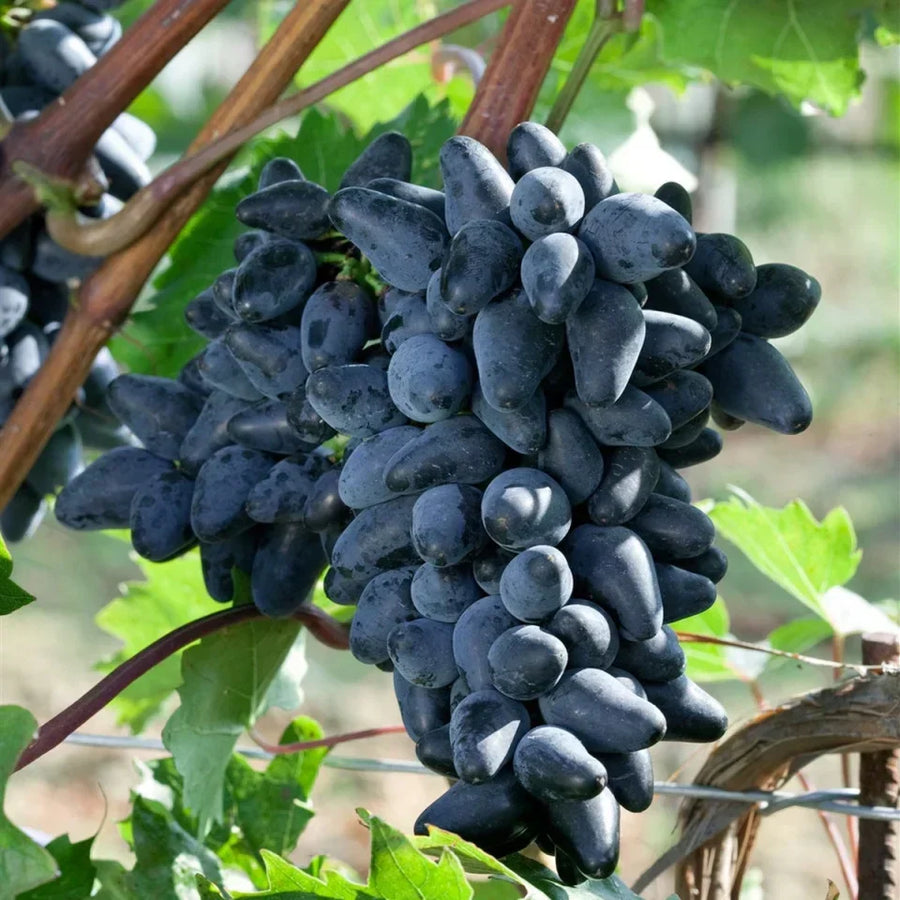 Pomi fructiferi
